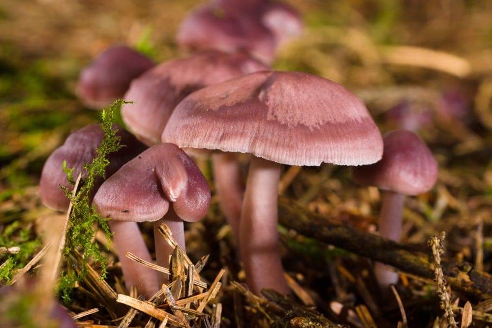 Lilac Bonnet (Mycena pura)
