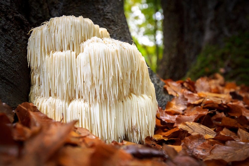Lion’s Mane (Hericium erinaceus)