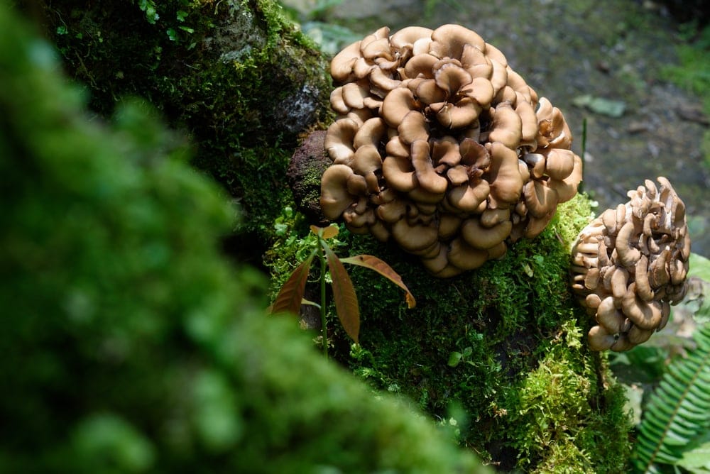 Maitake Mushroom (Grifola frondosa)
