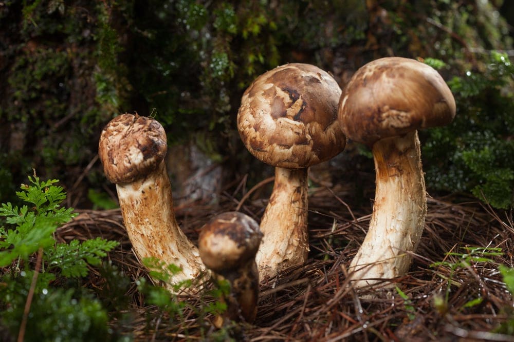 Matsutake (Tricholoma matsutake)