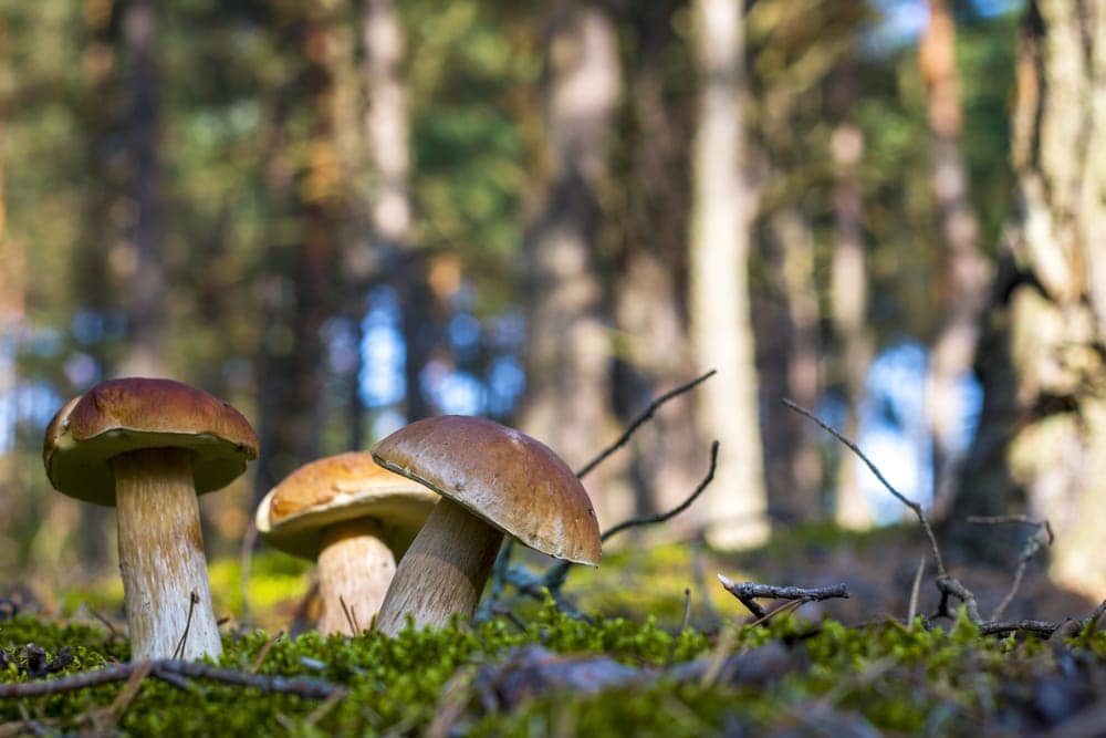 Porcini Mushrooms (Boletus edulis)