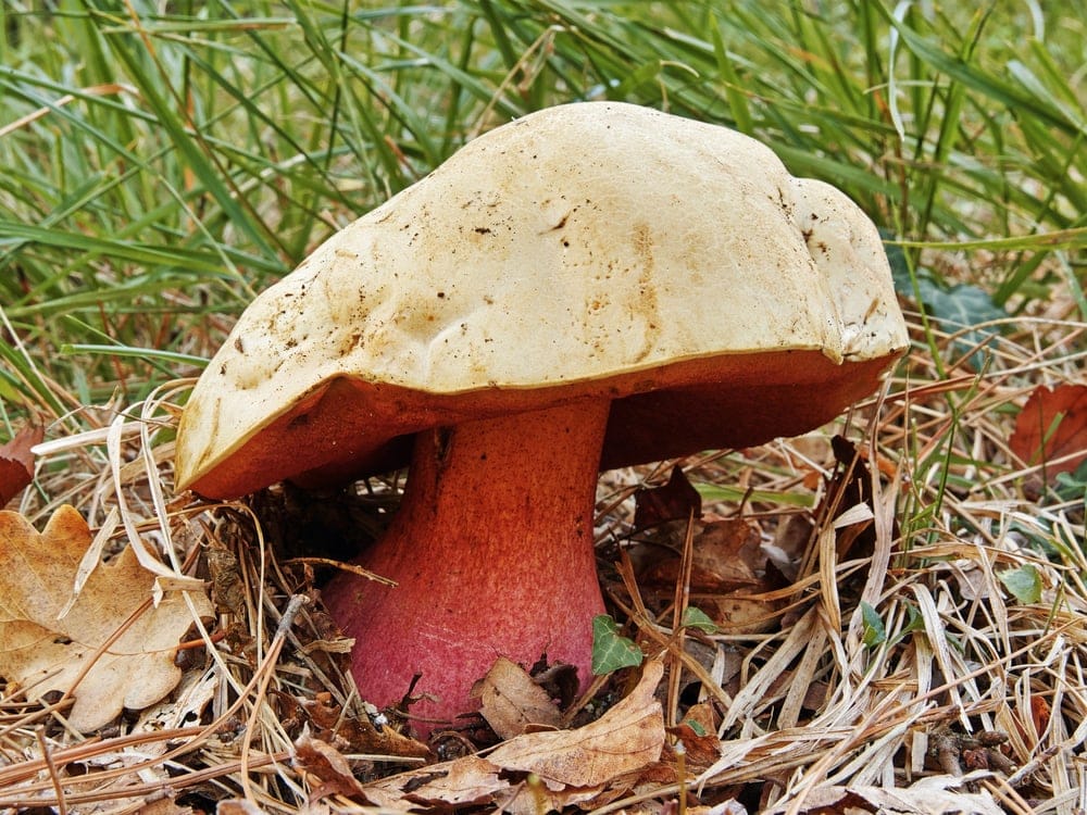Satan’s Bolete (Rubroboletus satanas)