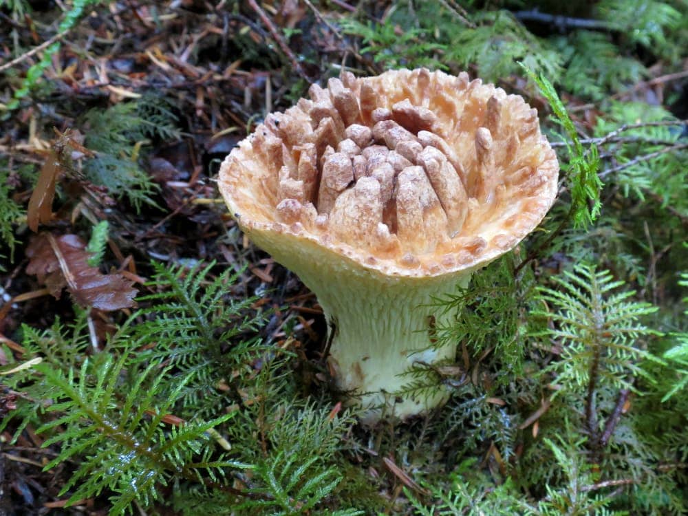 Scaly Vase Chanterelle (Turbinellus floccosus)