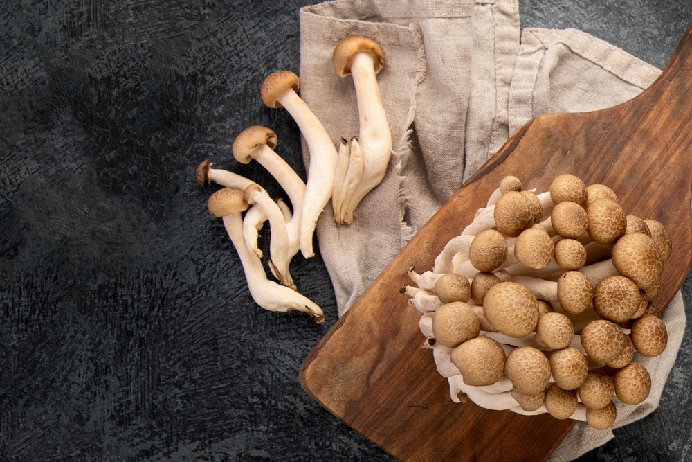 Shimeji or White Beech Mushroom (Hypsizygus marmoreus)
