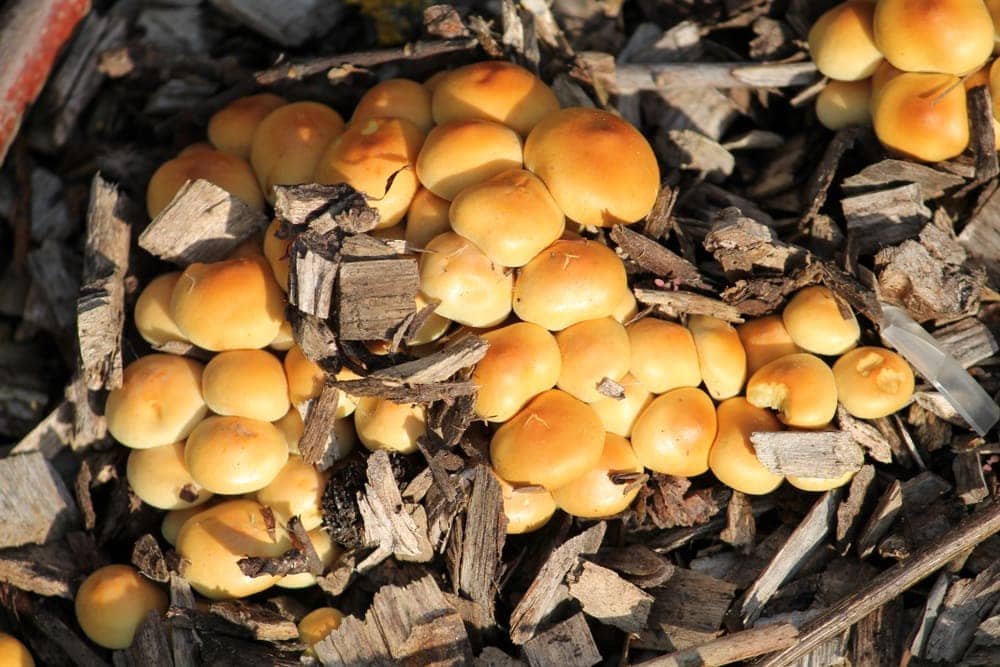 Sulfur Tuft (Hypholoma fasciculare)