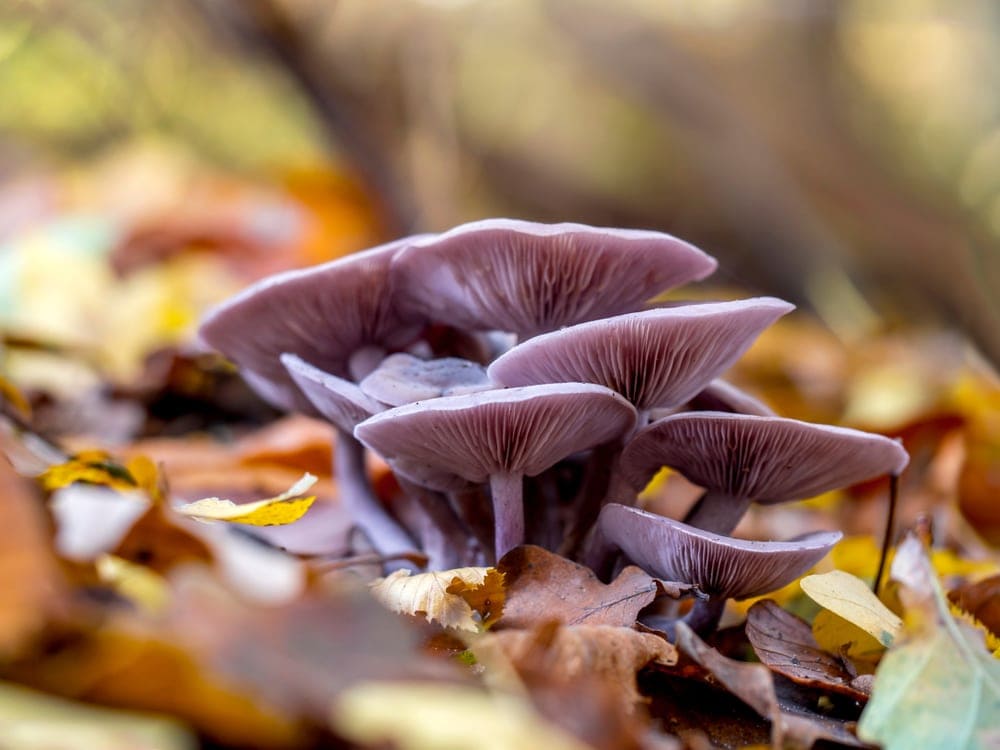 Wood Blewit (Clitocybe nuda)