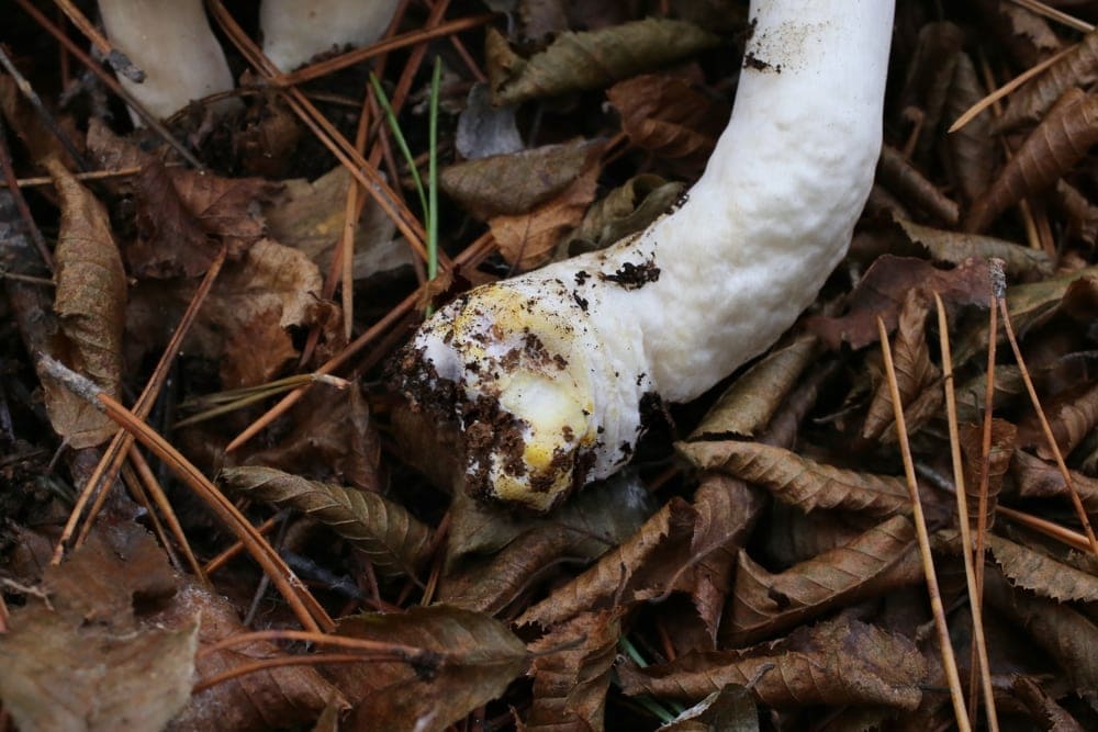 Yellow Stainer (Agaricus xanthodermus)