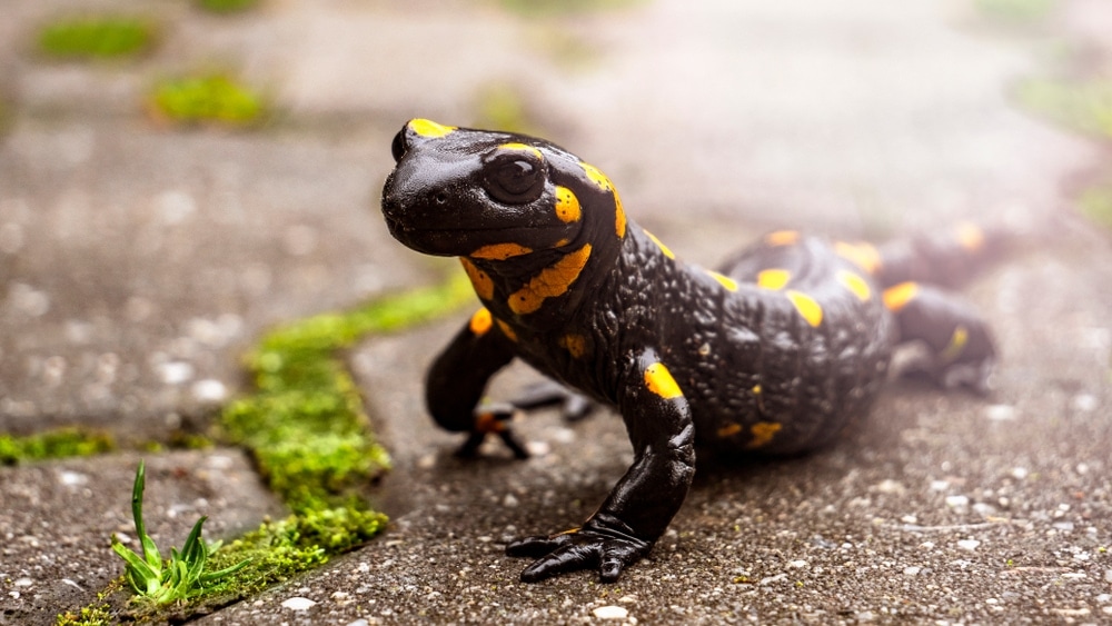 Focused shot of salamander walking on the ground