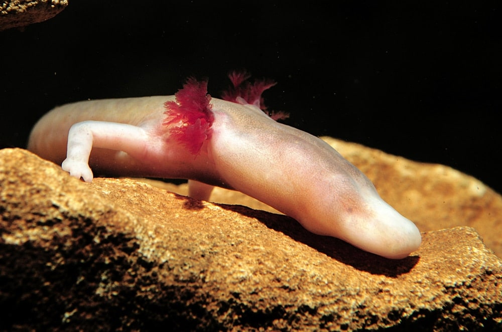 Olm, Proteus anguinus