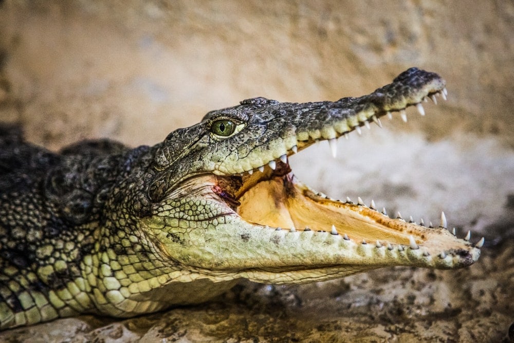 Crocodile looking at the camera