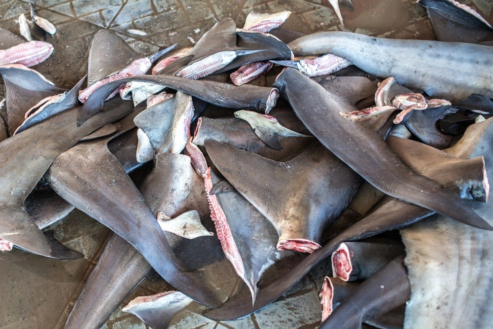 Newly poached shark fins piling on a floor