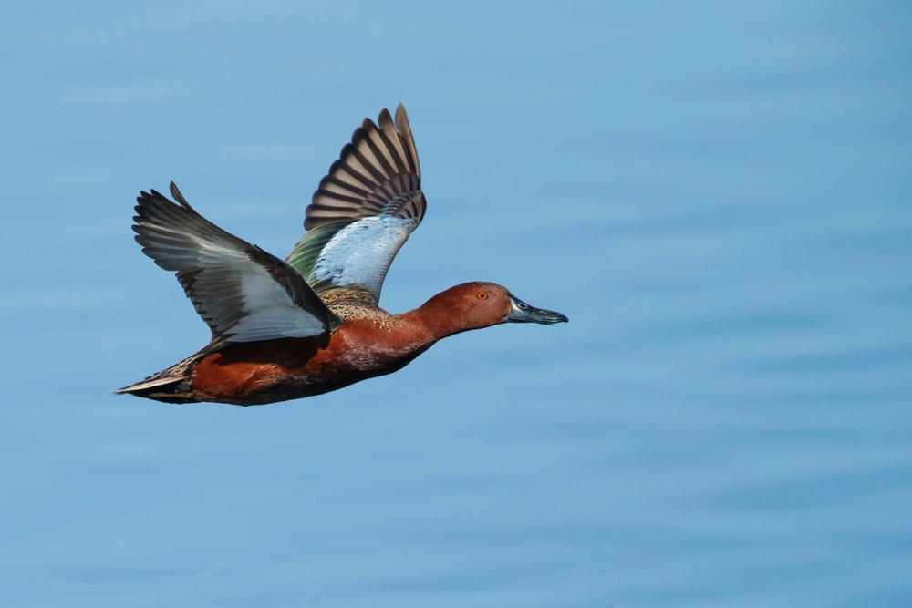 Image of a flying cinnamon teal duck