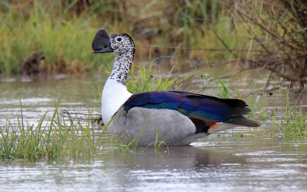Close-up photo of a comb duck or knob-billed duck.