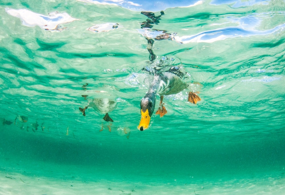 Image of a diving duck diving underwater
