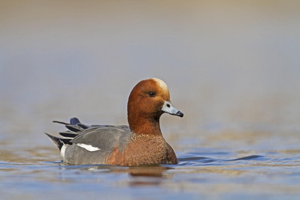 Image of a Eurasian Wigeon duck