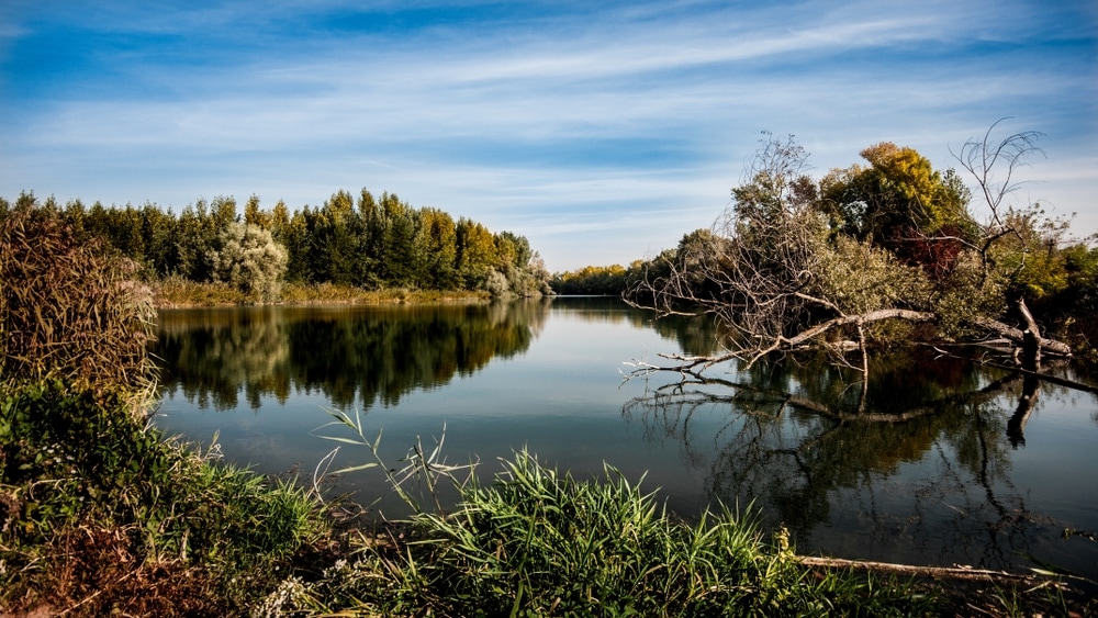Image of a Floodplain forest habitat