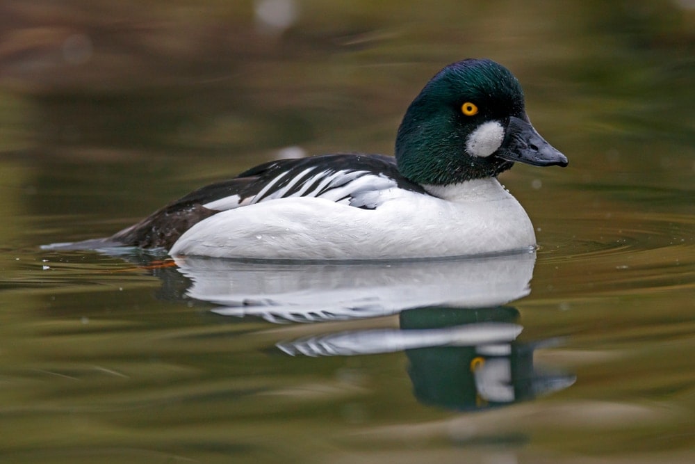 Image of a common goldeneye duck 