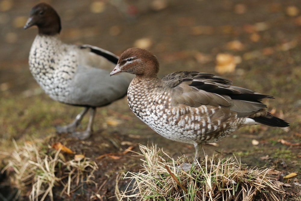 Image of two manned ducks