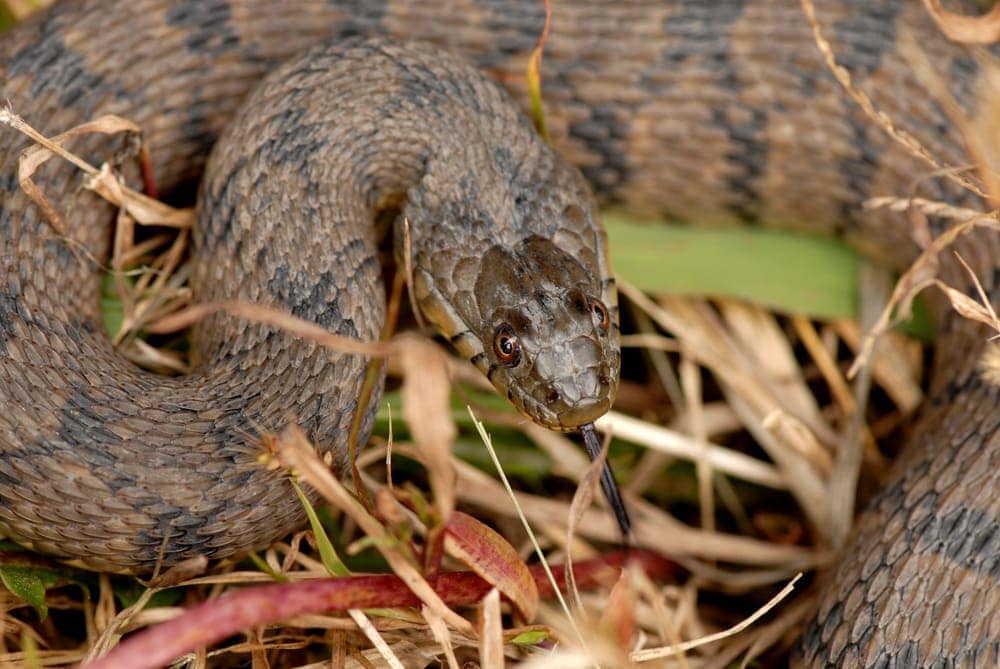 Close up image of a diamondback water snake