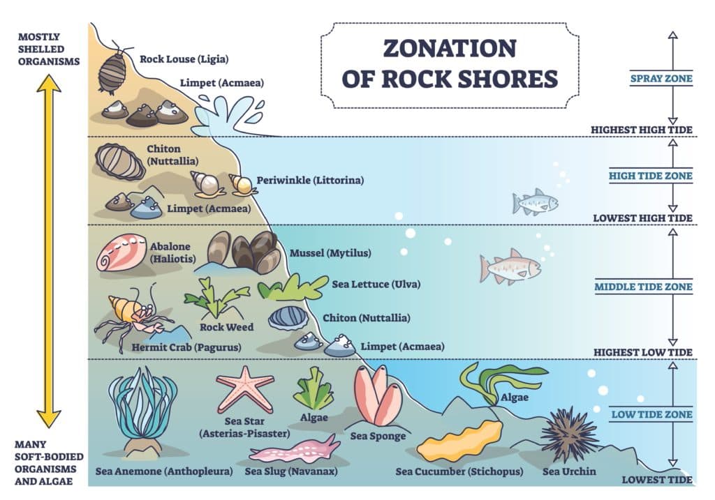 image of an intertidal zone