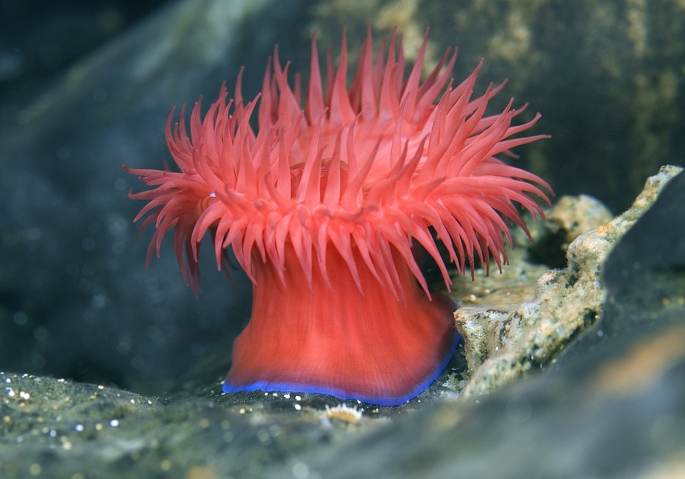 Image of a sea anemone