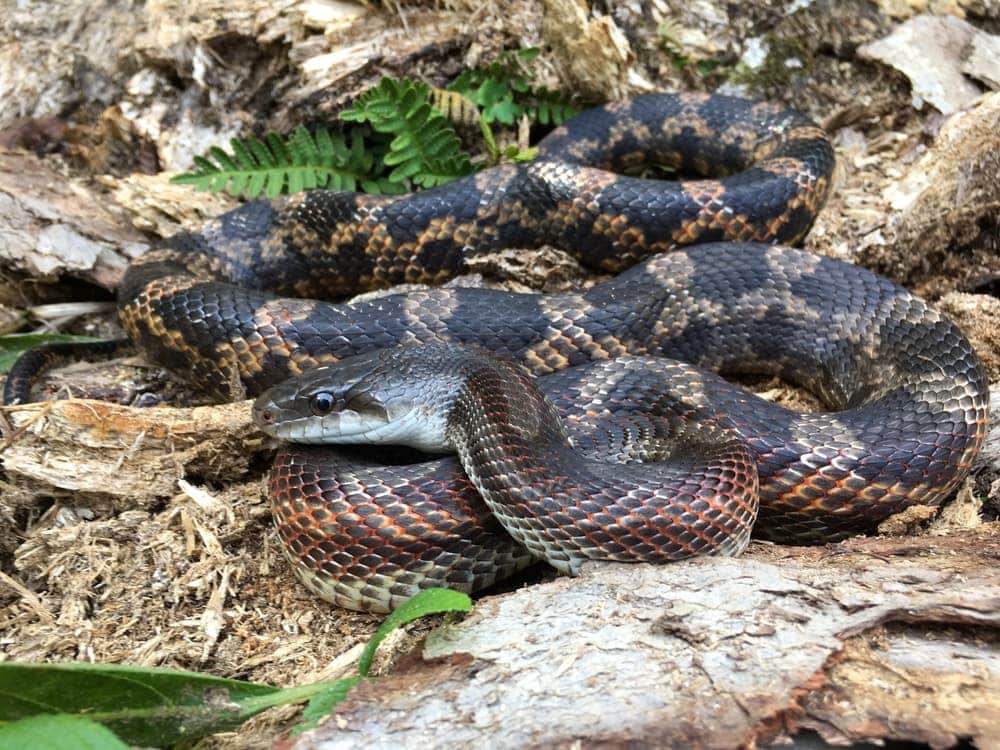 Image of a rat snake