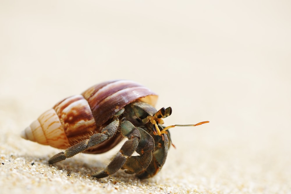 Hermit Carb on a beach