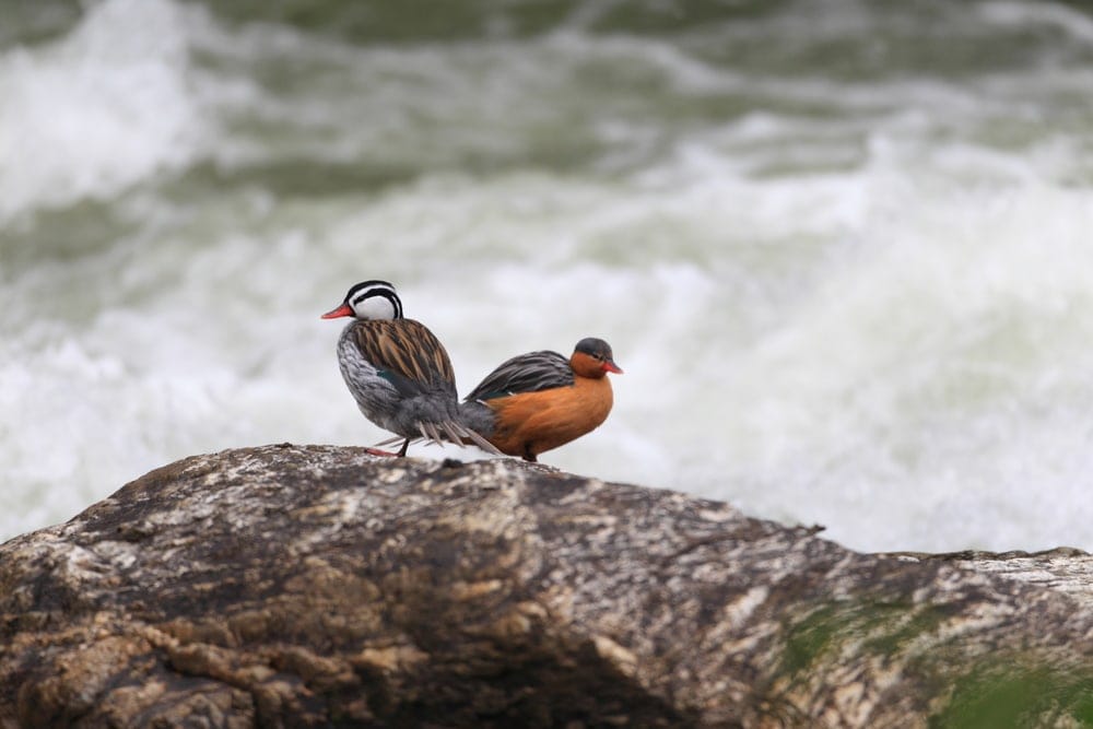 Image of a pair of torrent duck 