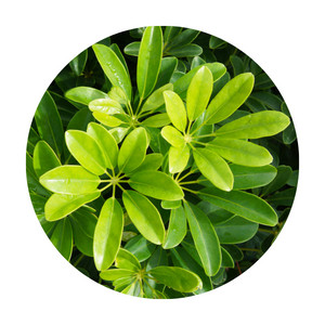 Palmately leaves from a Schefflera plant 