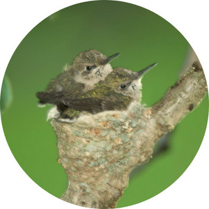 two baby hummingbirds on a nest