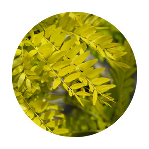 Pinnately leaves from honey locust tree