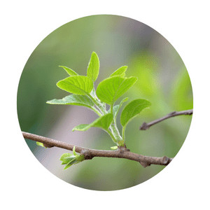 image of young leaves on  a tree branch