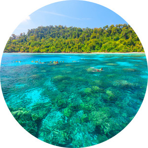 image of shallow parts of the ocean or the neritic ecosystem showing the corals on the ocean floor