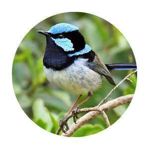 image of a wren bird