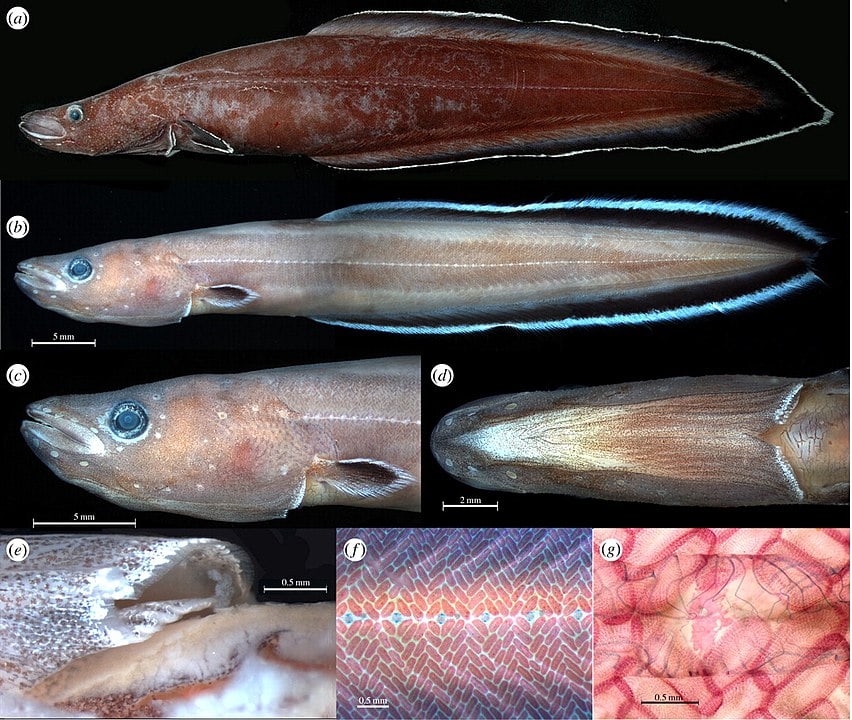 Collage of a first eel