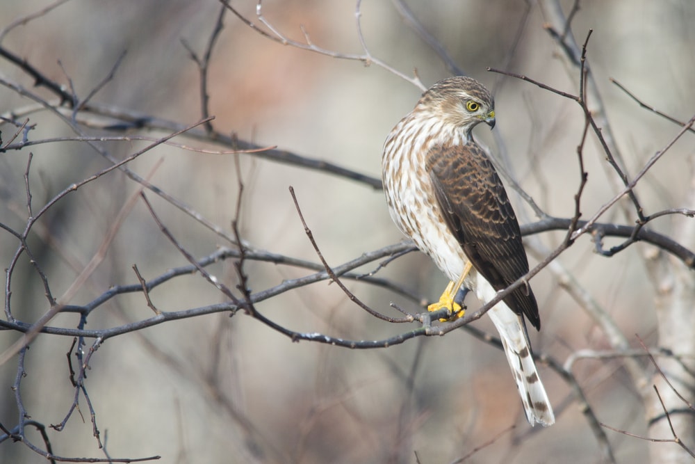 Sharp-Shinned Hawk (Accipiter striatus) of Colorado