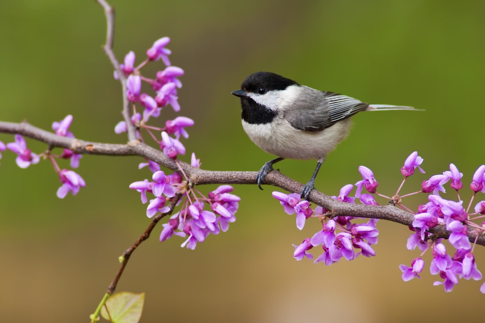 Black-Capped Chickadee (Poecile atricapillus) of Colorado