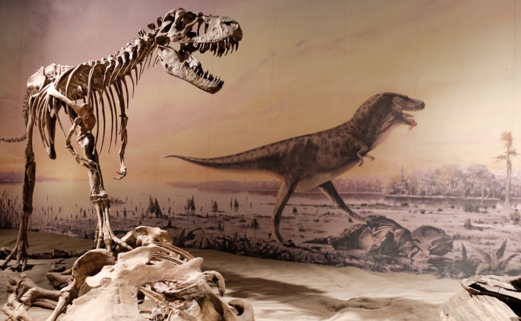 image of a fossil of a T-rex on a musuem