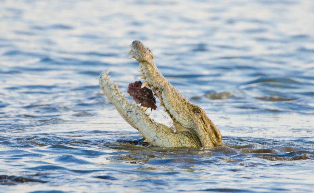 image of a crocodile in a lake showing its bite force with a Kruger in mouth