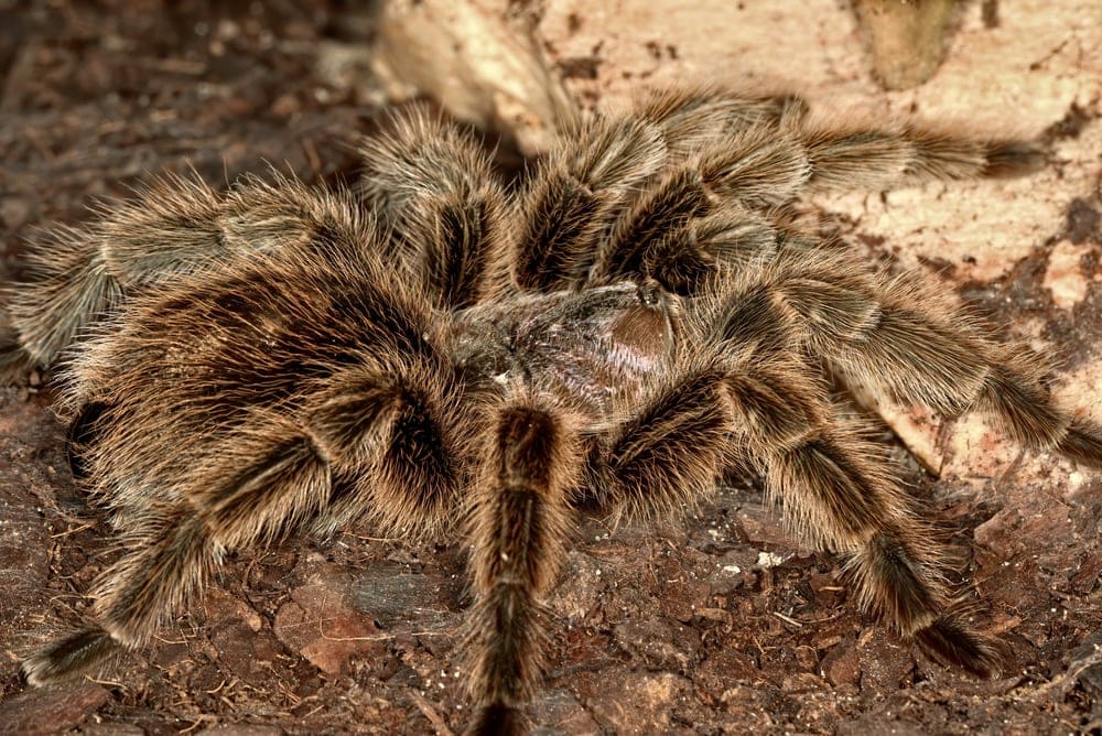 Grammostola anthracina spider on the ground