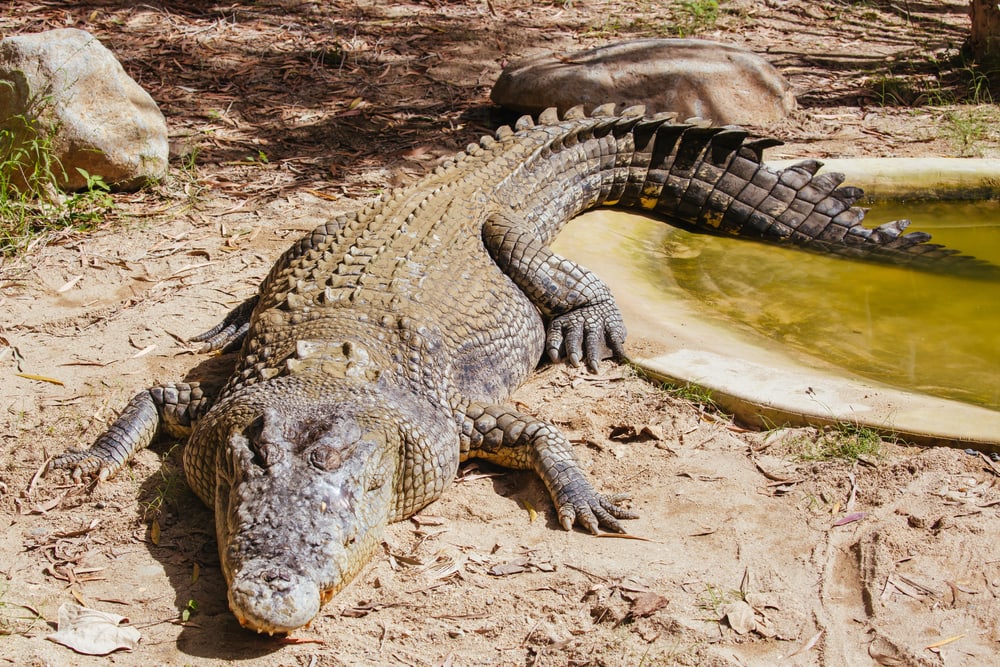 Giant alligator coming out from a pond