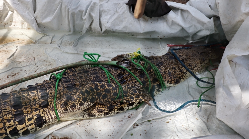 Large alligator being tied up on a rope