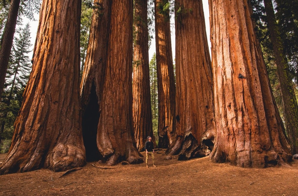 Man at the bottom of huge trees