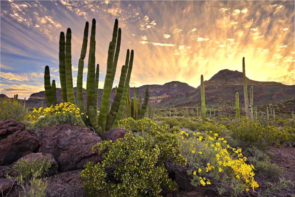 Organ Pipe Cactus National Monument