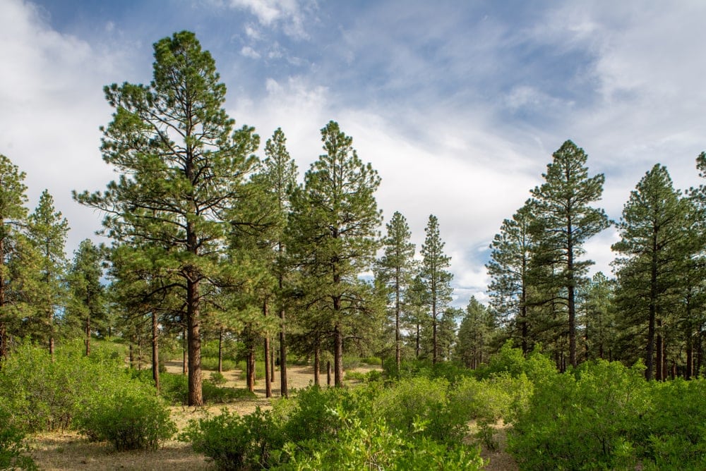 Ponderosa Pine