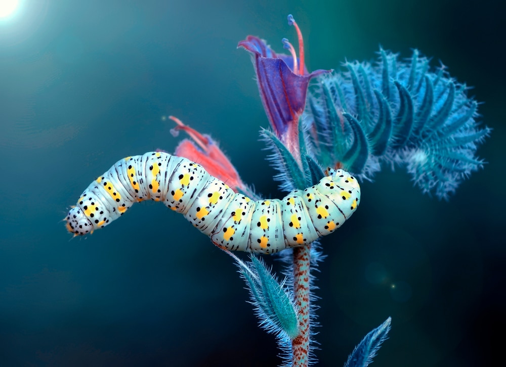 Yellow and black caterpillar in a cinematic background