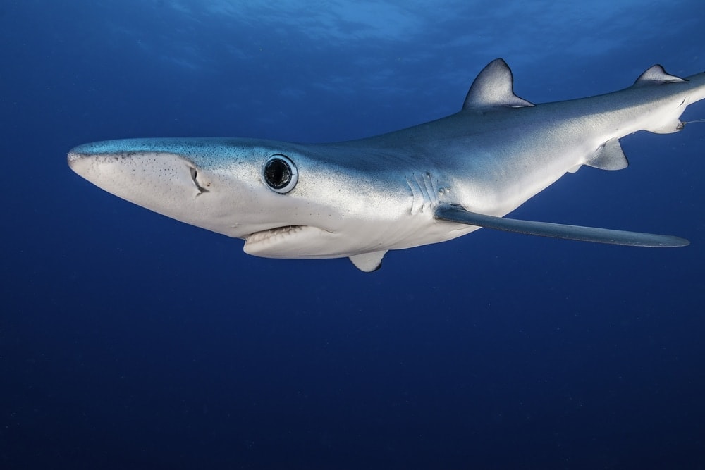 Close up photo of Florida Blue Shark (Prionace glauca)
