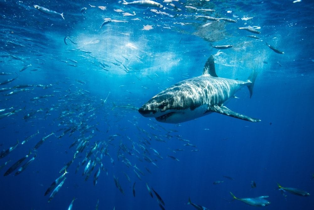 Shark preying on many fishes