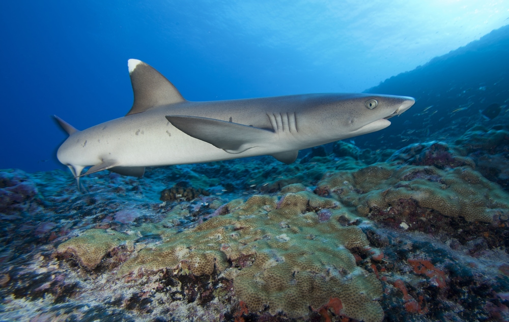 Whitetip Reef Shark (Triaenodon obesus) of Hawaii