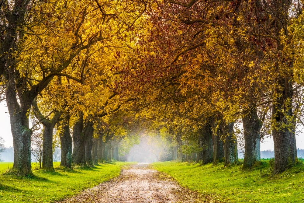 Pathway with ash trees on the side